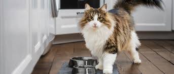Yaygin Kedi Alerjileri Royal Canin Royal Canin