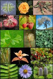 Esso non è affatto sulla terra, è abbiamo un terzo mondo, il vero mondo spirituale, e sappiamo ora che tutta la magnifica natura. Plantae Wikipedia