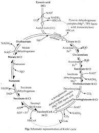 You can download it with a single click on the pdf link given above. Ncert Solutions For Class 11 Biology Respiration In Plants
