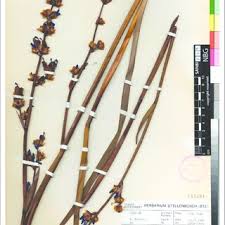 Image result for Aristea angolensis