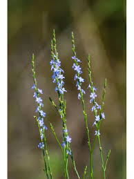 Image result for Verbena × teasii