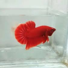 Contact ikan cupang on messenger. Jual Trendy Gan Ikan Cupang Plakat Super Red Gratis Toples Kaca The Best Di Lapak Gadgetku Bukalapak