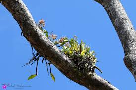 Image result for Diaphananthe bidens