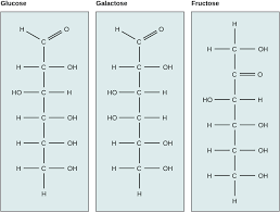 2 3 Biological Molecules Concepts Of Biology 1st