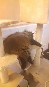 One of the most common inquiries we get at prestige cat trees is what our recommendations are for large cat breeds or specifically the maine coon. Sleepy Maine Coon Picture Of Cat Cafe Budapest Tripadvisor