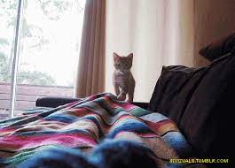 Why Do Cats Wiggle Their Butts Before They Pounce Cuteness