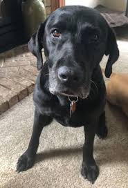 Black And White Labrador Retriever Adopt Ebony On Petfinder Labrador Retriever Training Labrador Retriever Quotes Black Labrador Retriever