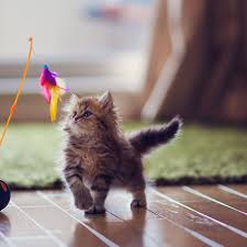 As your cat gets older, his metabolism is going to slow down if you decide to switch up your cat's diet, make sure to transition him slowly onto the new food over the course of a week or so. Kitten Development From 6 To 12 Weeks