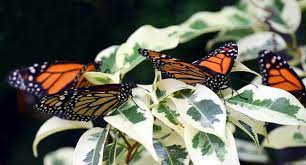 Significado De Cuando Llega Una Mariposa A Tu Casa Plants