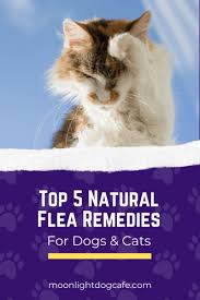 Heart worm is a serious concern for pet owners, and can have major health consequences. Top 5 Best Natural Flea Prevention For Dogs Cats