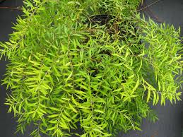 Image result for Spiraea thunbergii