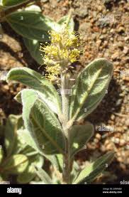 Image result for Combretum hereroense