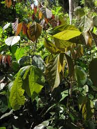 Image result for Agelaea pentagyna