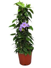 Image result for Thunbergia