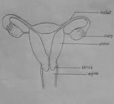 Human reproductive system, organ system by which humans reproduce and bear live offspring. Draw A Diagram Of Female Reproductive System Brainly In