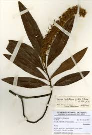 Image result for Faurea rochetiana