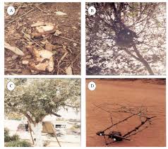 Image result for Phragmanthera capitata