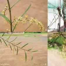 Image result for Tridactyle stevartiana