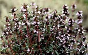 Image result for Hermannia staurostemon