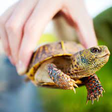 Juveniles may have more pronounced, prettier markings. A Guide To Caring For Common Box Turtles As Pets