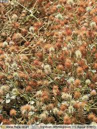 Image result for Trifolium isthmocarpum