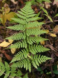 Image result for Dryopteris antarctica