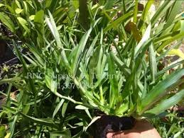 Ok, ur d!ck, ixora sunkist, zingiber officinal. Pokok Herba Rumput Siti Khadijah Rumput Beijing Shopee Malaysia