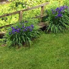 Why You Should Grow Siberian Iris Square Pennies Plants Planting Flowers Landscaping Plants