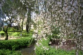 Check out our bridal veil plant selection for the very best in unique or custom, handmade pieces from our craft supplies & tools shops. Retama Monosperma Plantright