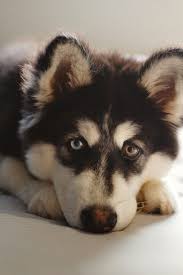 We provide coloring pages, coloring books, coloring games, paintings, and coloring page instructions here. Free Printable Dog Coloring Pages Crafts Kids Love