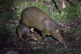 Jun 16, 2021 · other common rodents are the paca, agouti, porcupine, and local species of squirrels, rats, and mice.… rodent: Azara S Agouti Welsh Mountain Zoo