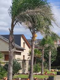 Image result for Syagrus romanzoffiana