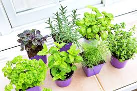 Understanding basic light levels and how different plants respond to light is your first step to indoor gardening success. Indoor Vegetable Garden Ideas How To Grow Vegetables Indoors