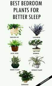113 141 просмотр 113 тыс. Besser Schlafen Deko Trends Bedroom Plants Plants Best Plants For Bedroom