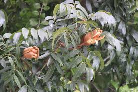 Buah tunjuk langit atau dipanggil juga biji tunjuk langit telah dikenali dan diamalkan sejak zaman dahulu lagi. Buah Tunjuk Langit Kapsul Buah Tunjuk Langit