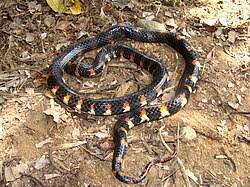 Image result for Hydrops triangularis