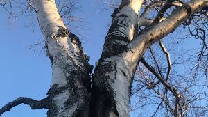 How to pay for tree removal. Tree Service Tree Removal Services And Tree Cutting Services In Fairbanks Delta Junction And Salcha