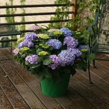 Because of their ability to flower on new wood, most reblooming hydrangeas reach relatively large sizes. Let S Dance Rhythmic Blue Hydrangea Spring Meadow Wholesale Liners Spring Meadow Nursery