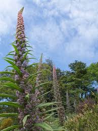 Image result for Echium