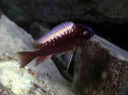 Petrochromis Ephippium Halembe Tropical Freshwater Fish Cichlids African Cichlids