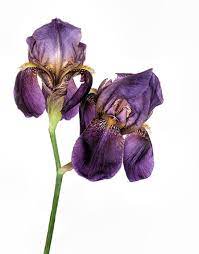 Iris Royal Family By David And Carol Kelly Purple Iris Royal Family Iris