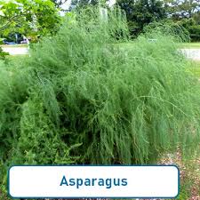 Image result for Asparagus officinalis