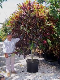 Image result for Codiaeum