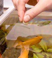 Comment Nourrir Son Poisson Rouge Truffaut