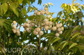 Image result for Clausena lansium