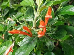 Image result for Justicia sp. A cf. engleriana