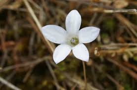 Image result for Wahlenbergia wittei