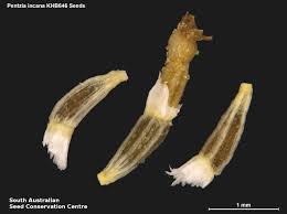 Image result for Pentzia incana