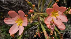 Image result for Moraea bella
