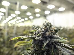Understanding Vpd And Transpiration Rates For Cannabis